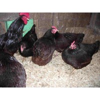 Rhode Island Red Bantams hatching eggs